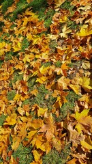 Golden Maple Leaves Scattered on Green Grass Lawn