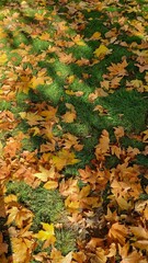 Golden Maple Leaves Scattered on Green Grass Lawn