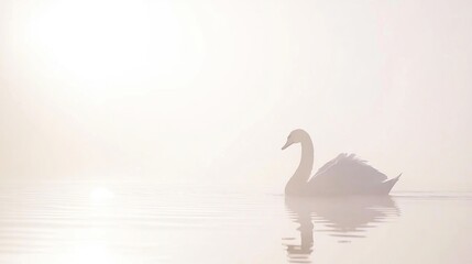 Fototapeta premium Misty sunrise swan lake serene water reflection peace