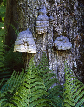 Ferns & lichens on tree, forest edge, Upper Peninsula Michigan autumn