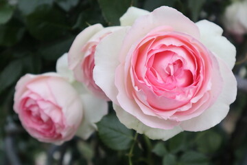 ピンクのバラの花