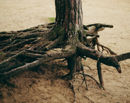 Exposed Tree Roots