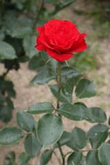 赤色のバラの花