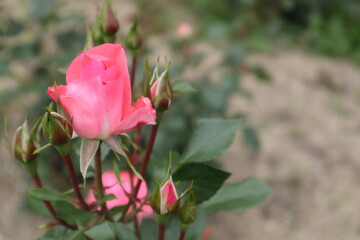 ピンクのバラの花