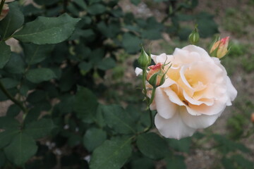 淡い色のバラの花