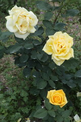 黄色のバラの花