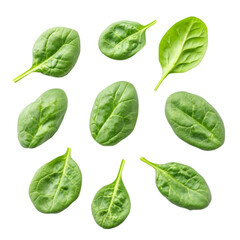 Bunch of fresh spinach leaves isolated white and transparent background. PNG cutout.
