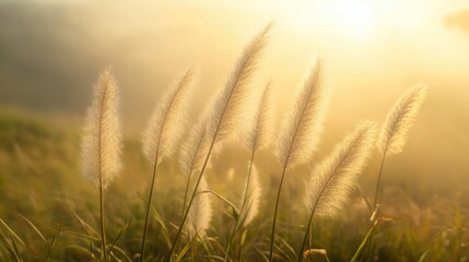 Fototapeta premium Soft Morning Light Illuminates Golden Pampas Grass in Serene Misty Landscape at Dawn
