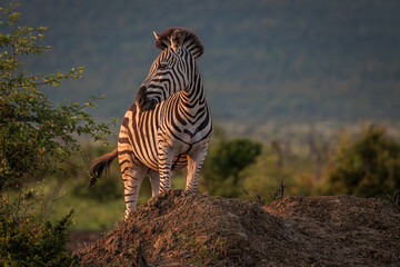 zebra in the savannah