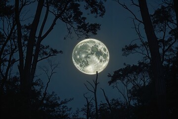 Naklejka premium Mysterious Forest Canopy Beneath Full Moon Shadows and Enigmatic Atmosphere