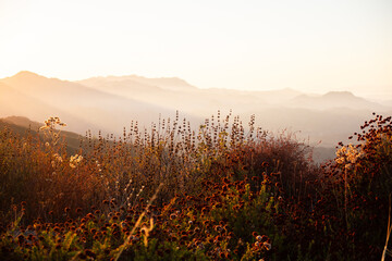 Golden glow of California
