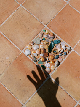 Seashell collection