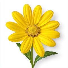 Obraz premium Bright Yellow Daisy Flower on White Background