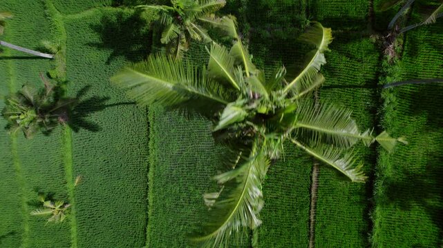 Aerial view on rice fileds in Amed, Bali. Beautifule view jungle and rice fields on ocean shore.
