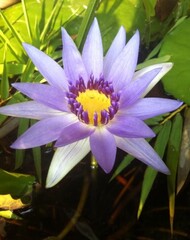 single purple lotus flower and leaves in Pond