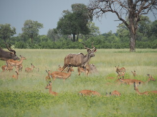 Herd of Kudu and Impala in the savannah - Zimbabwe safari - Hwange National Park