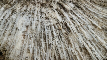 Stunning Natural Pattern of Fossilized Dead Coral Reefs Texture Close-Up