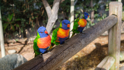 Hanging out on their perch