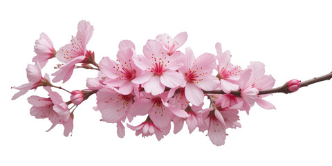 Pink Cherry Blossom Cut Out Isolated On Transparent PNG Background.