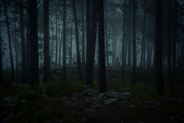 fog in the forest
