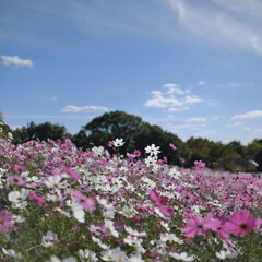 鶴見緑地のコスモス畑