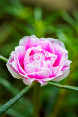 the vibrant beauty of Krokot mawar blossom