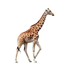 Fototapeta premium Giraffe isolated on white background