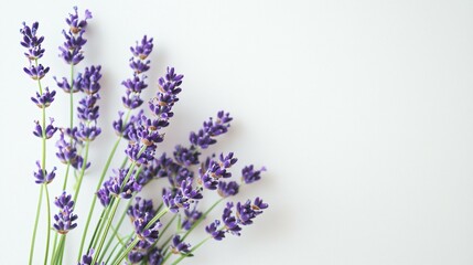 Naklejka premium Lavender blooms in soft light, a serene close-up of nature's elegance,perfume,fragrance and spice concept