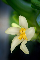 the delicate beauty of the Carica papaya flower, commonly known as bunga pepaya