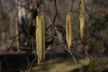 A close-up of hazel tree catkins hanging from a thin branch, illuminated by natural light.