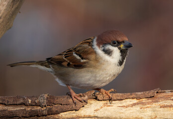 Tree Sparrow