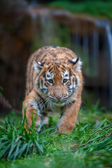 Tiger cub in the wild. Baby animal in green grass on waterfall background