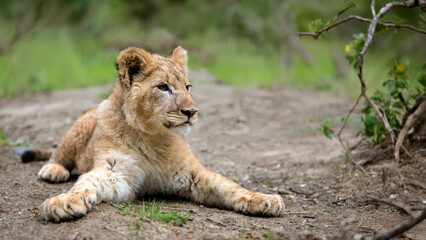 A young lion cub relaxes in a lush green landscape during the day in the African savanna, showcasing its playful demeanor and curious expression