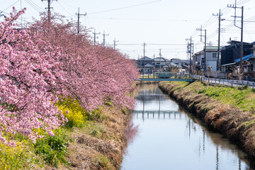 青毛堀川沿いの河津桜