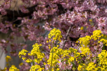 青毛堀川沿いの河津桜と菜の花