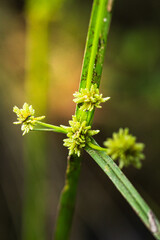 the delicate beauty of a grass flower, showcasing its slender, feathery petals and intricate structure