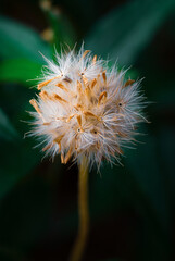 the delicate beauty of a grass flower, showcasing its slender, feathery petals and intricate structure