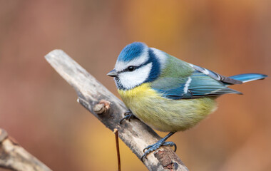 Blue Tit