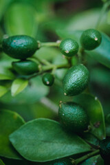 Kemuning Fruit (Murraya paniculata) in Green, Orange, and Red Shades