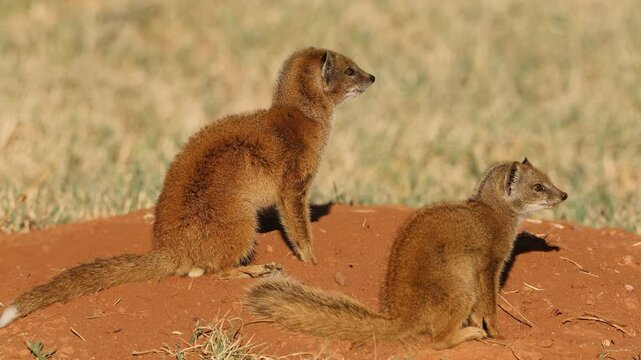 Two alert yellow mongooses (Cynictus penicillata) at their den, South Africa