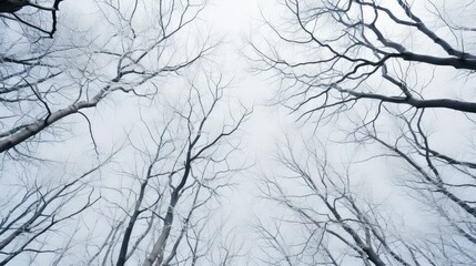 bare cute winter trees