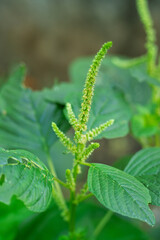 Spinach flower in full bloom
