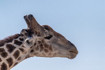 Close-up of an angolean Giraffe, eating berries from a tree in Etosha National Park.