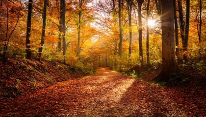 Fototapeta premium autumn trail in the woods