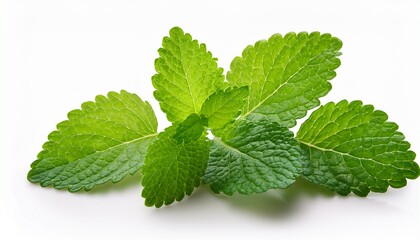 fresh melissa leaves on white background