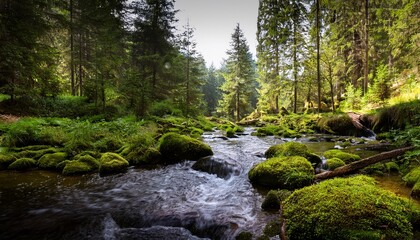 Obraz premium small river in the forest