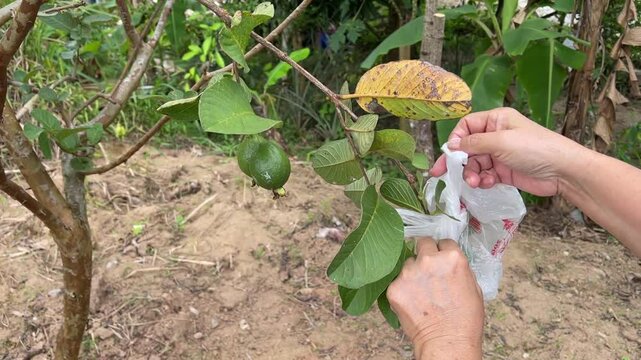 Close-up of hands carefully wrapping young Psidium guajava guava fruit with protective paper bag for organic farming.