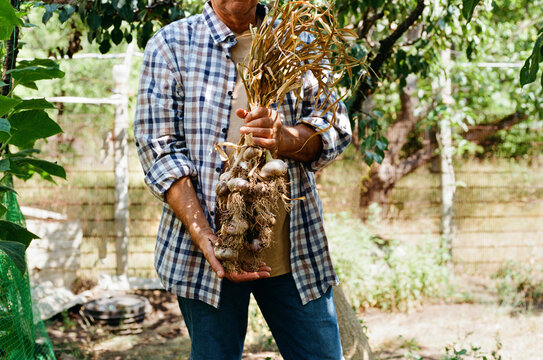 Senior man holding a bunch of garlic from his garden.