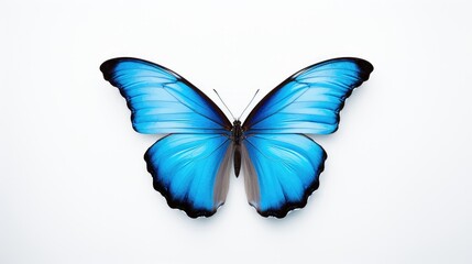blue butterfly isolated on white