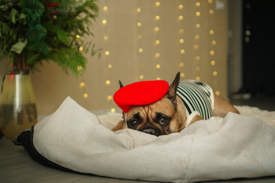 Timid French bulldog in red beret 